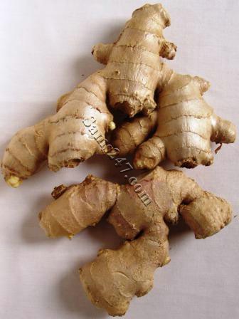 GINGER ROOT (Sold by the Pound) 

GINGER ROOT (Sold by the Pound): available at Sam's Caribbean Marketplace, the Caribbean Superstore for the widest variety of Caribbean food, CDs, DVDs, and Jamaican Black Castor Oil (JBCO). 