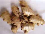 GINGER ROOT (Sold by the Pound)